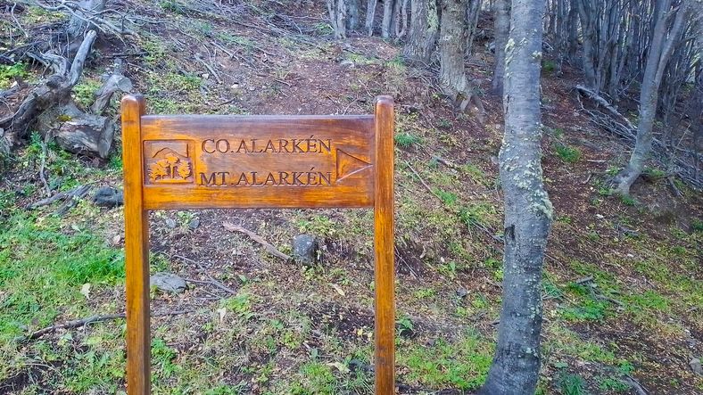 Forest trailhead road through trees